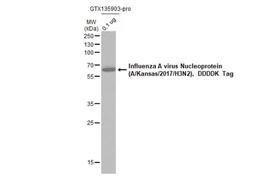 Influenza A virus Nucleoprotein (A/Kansas/2017/H3N2), DDDDK Tag. GTX135903-pro