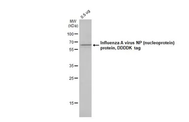 Influenza A virus Nucleoprotein (A/California/2009 (H1N1)), DDDDK Tag. GTX135904-pro