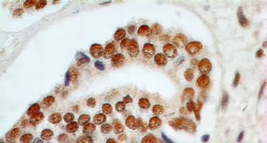 Anti-Rad9 antibody [93A535] used in IHC (Paraffin sections) (IHC-P). GTX13600