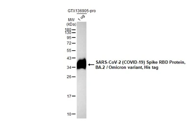 SARS-CoV-2 (COVID-19) Spike RBD Protein, Omicron / BA.2 variant, His tag. GTX136905-pro