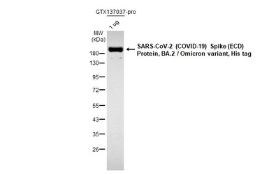 SARS-CoV-2 (COVID-19) Spike (ECD) Protein, Omicron / BA.2 variant, His tag. GTX137037-pro