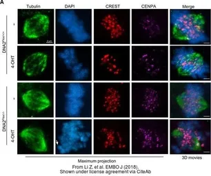 Anti-CENPA antibody [3-19] used in Immunocytochemistry/ Immunofluorescence (ICC/IF). GTX13939