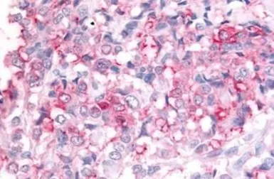 Anti-ADAMTS5 antibody used in IHC (Paraffin sections) (IHC-P). GTX13976