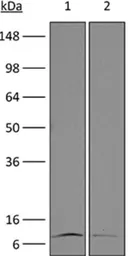 Anti-IL4 antibody [11B11] used in Western Blot (WB). GTX14031