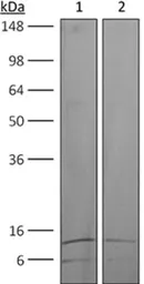 Anti-TGF beta antibody [1D11.16.8] used in Western Blot (WB). GTX14052