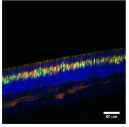 Anti-PDE4A antibody used in IHC (Frozen sections) (IHC-Fr). GTX14607