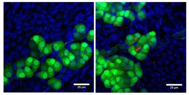 Anti-NPR-A antibody used in IHC (Whole mount) (IHC-Wm). GTX14918