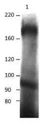 Anti-MERTK antibody used in Immunoprecipitation (IP). GTX14919
