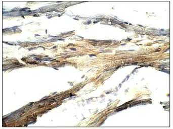 Anti-BMP2 antibody used in IHC (Paraffin sections) (IHC-P). GTX14933