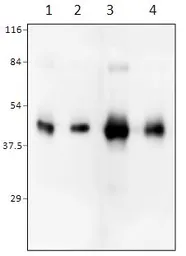Anti-BMP2 antibody used in Western Blot (WB). GTX14933