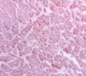 Anti-BCAP31 antibody [CC-1] used in IHC (Frozen sections) (IHC-Fr). GTX15044