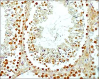 Anti-SCP3 antibody used in IHC (Paraffin sections) (IHC-P). GTX15093