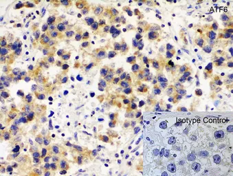 Anti-ATF6 antibody used in IHC (Paraffin sections) (IHC-P). GTX15457