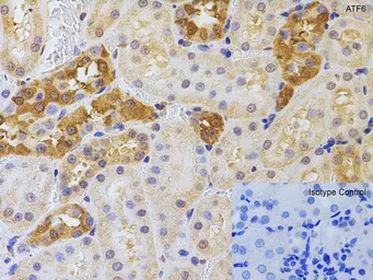 Anti-ATF6 antibody used in IHC (Paraffin sections) (IHC-P). GTX15457