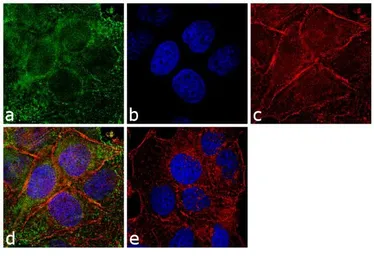Anti-PRX I antibody used in Immunocytochemistry/ Immunofluorescence (ICC/IF). GTX15571