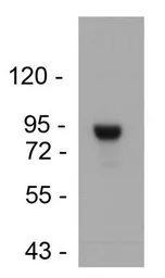 Anti-GPR20 antibody used in Western Blot (WB). GTX15609