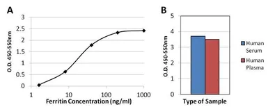 Anti-Ferritin antibody [521] used in ELISA (ELISA). GTX15742