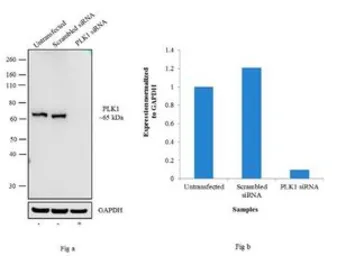 Anti-PLK1 antibody [13E8] used in Western Blot (WB). GTX15779