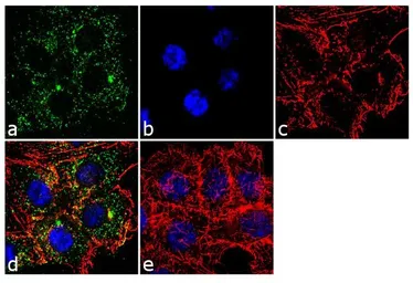Anti-MCP1 / CCL2 antibody [E10051] used in Immunocytochemistry/ Immunofluorescence (ICC/IF). GTX15784