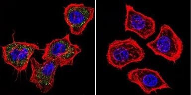 Anti-PRC1 antibody [16F2] used in Immunocytochemistry/ Immunofluorescence (ICC/IF). GTX15796