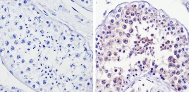 Anti-Diablo antibody [SMAC 17 1-87] used in IHC (Paraffin sections) (IHC-P). GTX15827
