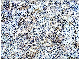 Anti-AMACR antibody used in IHC (Paraffin sections) (IHC-P). GTX15893