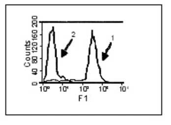Anti-BAFF antibody [Buffy-1] used in Flow cytometry (FCM). GTX16107
