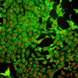 Anti-Glutathione antibody [D8] used in Immunocytochemistry/ Immunofluorescence (ICC/IF). GTX16200