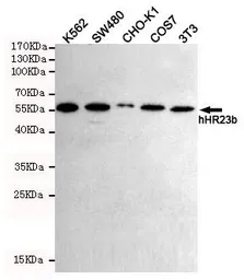 Anti-RAD23B antibody [5H1-A10-A7] used in Western Blot (WB). GTX16485