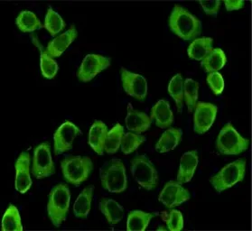 Anti-Hsp90 beta antibody [3B9-D4-G4] used in Immunocytochemistry/ Immunofluorescence (ICC/IF). GTX16486