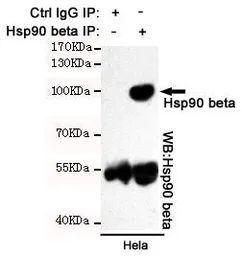 Anti-Hsp90 beta antibody [3B9-D4-G4] used in Immunoprecipitation (IP). GTX16486