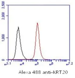 Anti-Cytokeratin 20 antibody [AT10D8] used in Flow cytometry (FCM). GTX16500