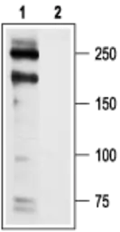 Anti-Cav1.2 antibody used in Western Blot (WB). GTX16608