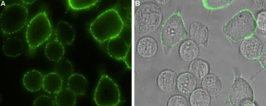 Anti-Orai1 antibody used in Live cell imaging (LCI). GTX16613