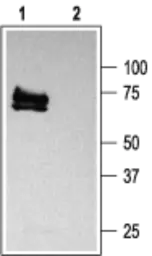 Anti-Kv1.3 antibody used in Western Blot (WB). GTX16637