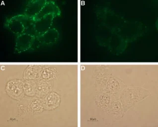 Anti-Kv1.3 antibody used in Live cell imaging (LCI). GTX16679