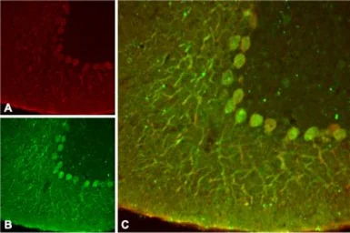 Anti-KCNK4 antibody used in IHC (Frozen sections) (IHC-Fr). GTX16684
