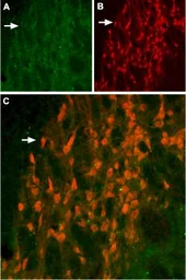 Anti-KCNH6 antibody used in IHC (Frozen sections) (IHC-Fr). GTX16688
