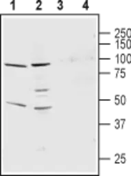 Anti-Kv9.3 antibody used in IHC (Free Floating) (IHC (Free Floating)). GTX16709