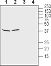 Anti-Kir4.1 antibody used in Western Blot (WB). GTX16785
