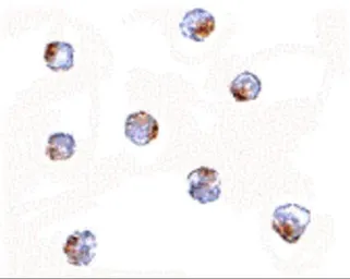 Anti-AAK1 antibody used in Immunocytochemistry/ Immunofluorescence (ICC/IF). GTX17023