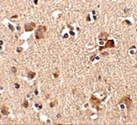 Anti-AIPL1 antibody used in IHC (Paraffin sections) (IHC-P). GTX17027