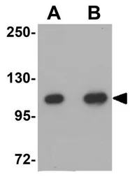 Anti-CDC27 antibody used in Western Blot (WB). GTX17058