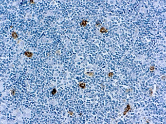 Anti-SSEA-1 / CD15 antibody [MMA (LeuM1)] used in IHC (Paraffin sections) (IHC-P). GTX17080