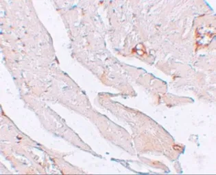 Anti-Klotho antibody used in IHC (Paraffin sections) (IHC-P). GTX17093