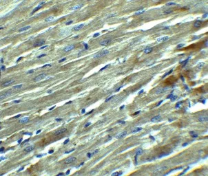 Anti-Klotho antibody used in IHC (Paraffin sections) (IHC-P). GTX17093