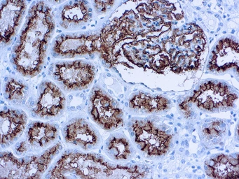 Anti-CD10 antibody [56C6] (ready-to-use) used in IHC (Paraffin sections) (IHC-P). GTX17135