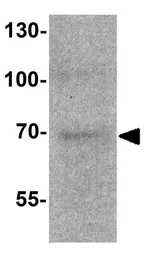 Anti-TRF2 antibody used in Western Blot (WB). GTX17215