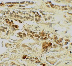 Anti-TRF2 antibody used in IHC (Paraffin sections) (IHC-P). GTX17215