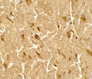 Anti-USP25 antibody used in IHC (Paraffin sections) (IHC-P). GTX17216